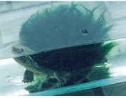 绿毛龟