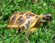 扁陆龟